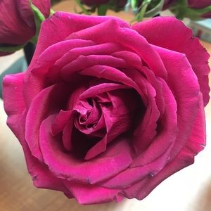 Meet your Posher, Diana